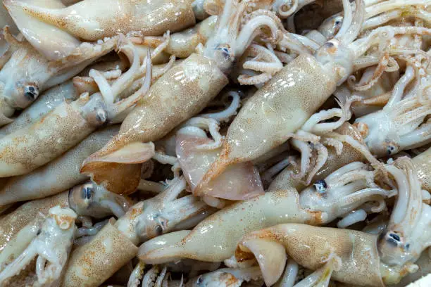 Very fresh calamari on stall with ice in Athens Fishmarket. Close up shots in indoor.