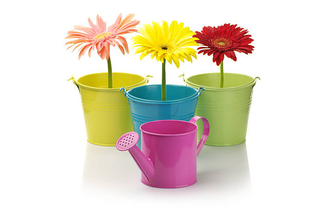 istock Colorful buckets, watering can and gerberas 119185093