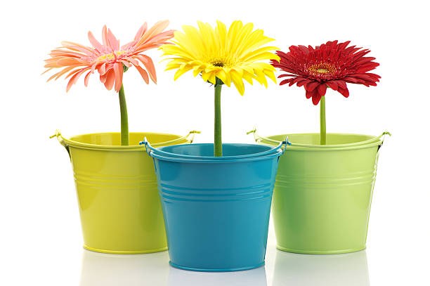 istock Colorful buckets with gerberas 119185094
