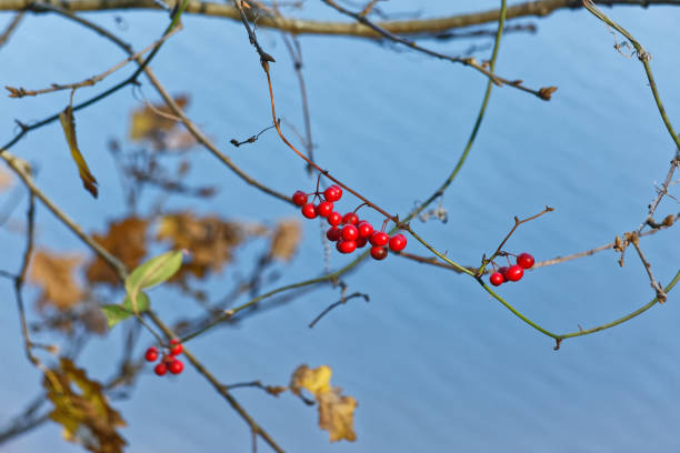 istock Christmas Berries in the Wild 1191851226