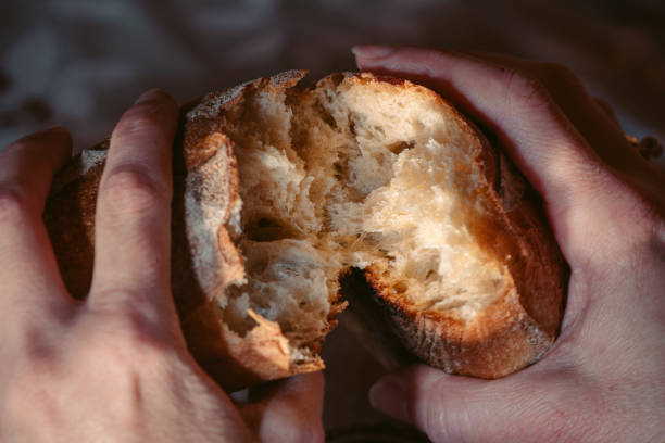 Female hands close-up breaking fresh baguette bread stock photo