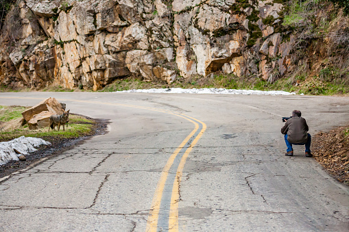 Sequoia National Park,California,USA, 3 January 2009 : Photographer take picture at a coyote on the road
