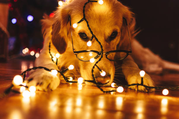 istock Happy Christmas time at home 1191852464