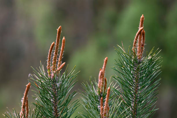 Growing pinus sylvestris close up view. This file is cleaned and retouched.