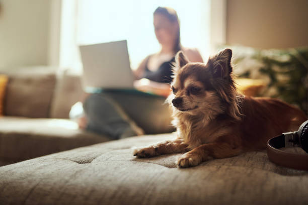 The world's so much cuter with chihuahuas in them