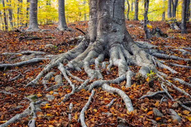 istock Nice beech forest in autumn in Spain, mountain Montseny 1191858699
