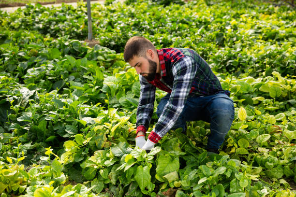 istock Man controlling quality of young plants 1191858840