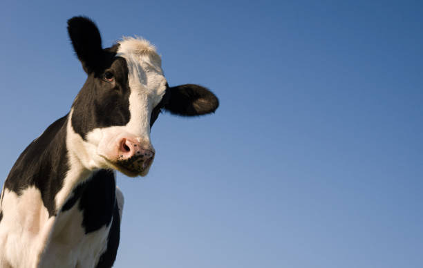 istock Holstein cow over blue sky 1191858898