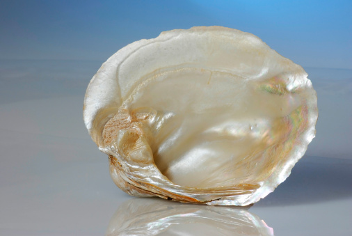 Closeup view of sea shell on soft background reflecting as if on water or wet sand  with pale blue background emphasizing the mother of pearl shell lining.