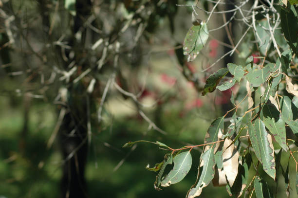 istock Old gum leaves hanging from a tree. 1191862500