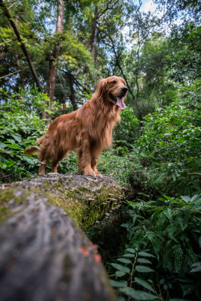 istock Golden retriever playing in the forest 1191863441