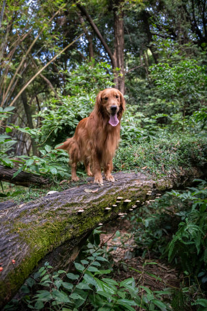istock Golden retriever playing in the forest 1191863615