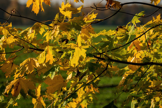 żółte liście na gałęzi acer w jasnym słońcu - maple tree autumn tree vibrant color zdjęcia i obrazy z banku zdjęć