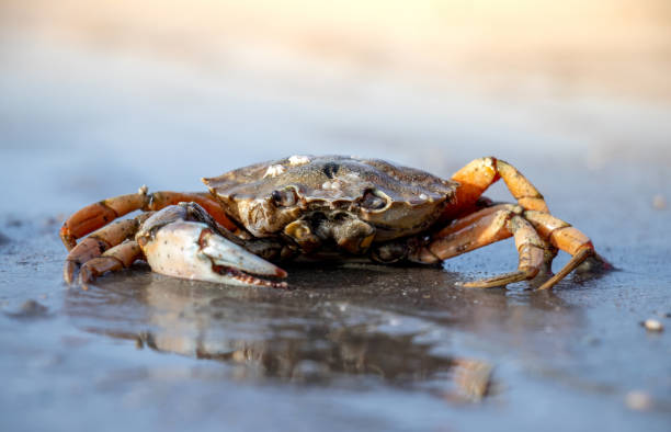 istock crab close up detail on sand beach 1191865061