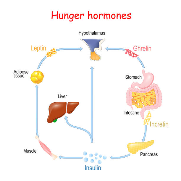 hormony głodu (insulina, greliny, inkretyna, i leptyny). - hypothalamus stock illustrations