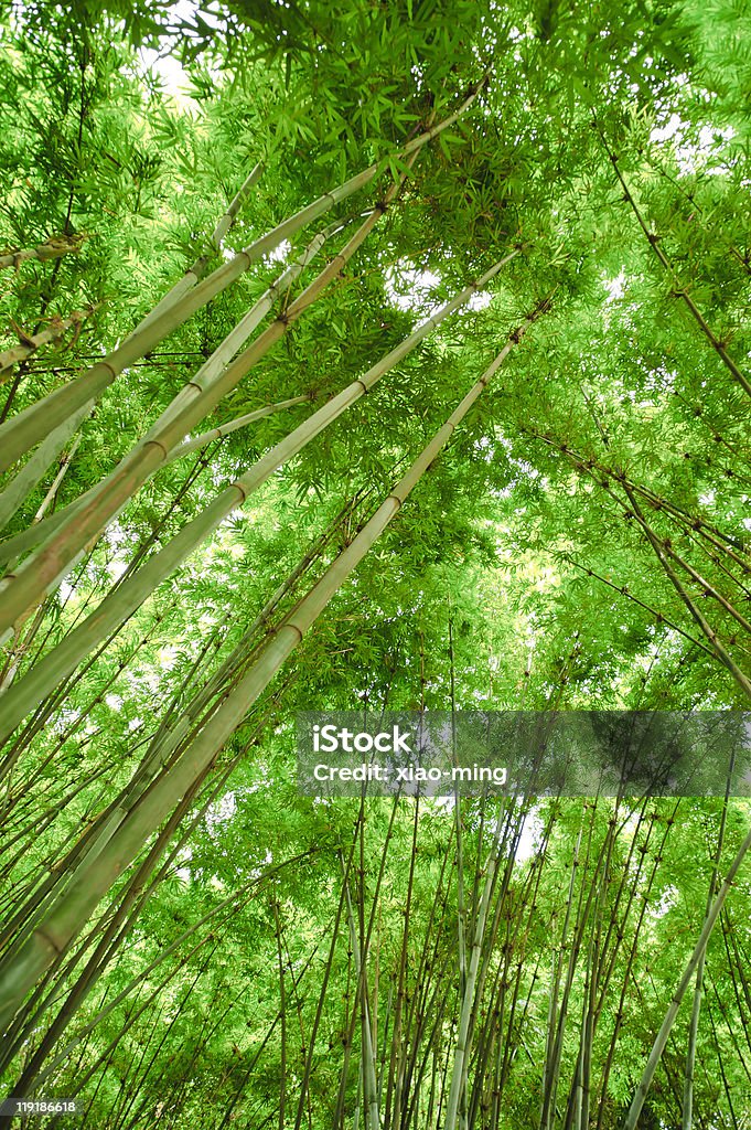 Bambú en el sol - Foto de stock de Abstracto libre de derechos