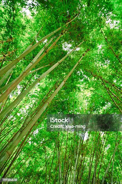 Bambù In Sole - Fotografie stock e altre immagini di Albero - Albero, Ambientazione esterna, Ambientazione tranquilla