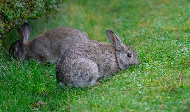 istock two rabbits in the green gras, easter concept 1191866424