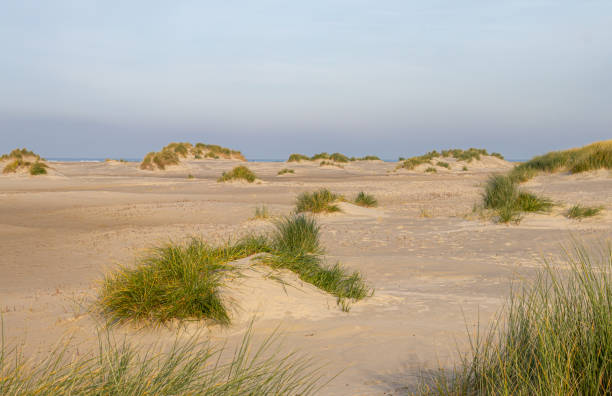istock dune landscape on island Borkum, travel germany 1191868942
