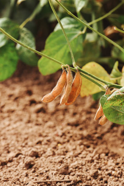 istock Ripening soybean pods on plantation field 1191868965