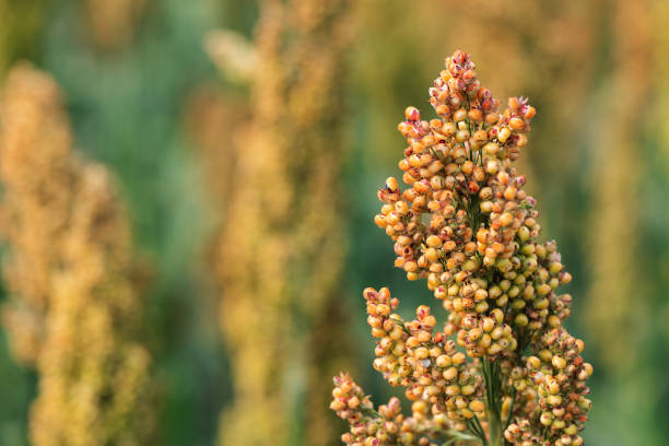 istock Sorghum bicolor crop in field, close up 1191868994