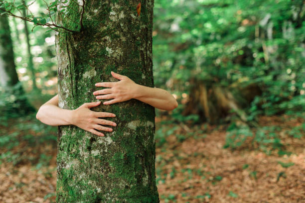 Environmentalist tree hugger is hugging wood trunk in forest stock photo