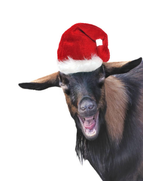 istock funny goat wearing a santa claus  hat on white background 1191869532