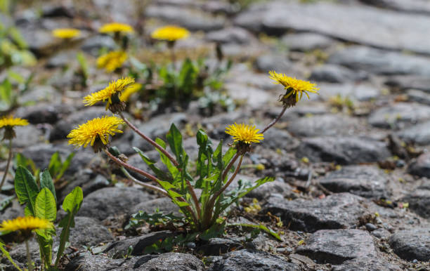 istock Roadside with blooming dandelions. 1191870661