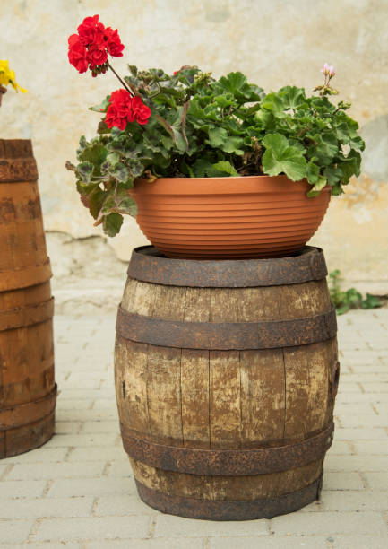 istock Flowers in pots. 1191871491