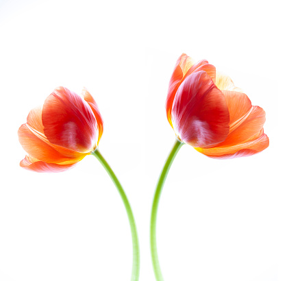 Two red tulips