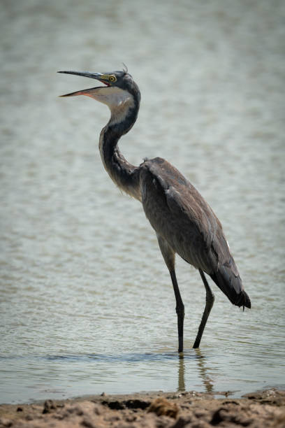 istock Grey heron stands opening bill in pond 1191873154