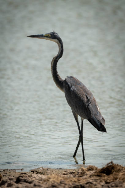 istock Grey heron stands staring in shallow pond 1191873243