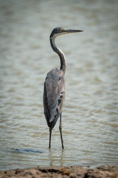 istock Grey heron stands turning head in pond 1191873317