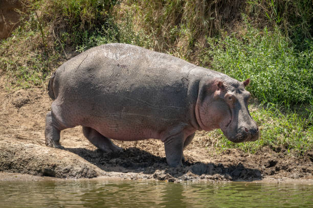 istock Hippo on river bank turns towards camera 1191873323