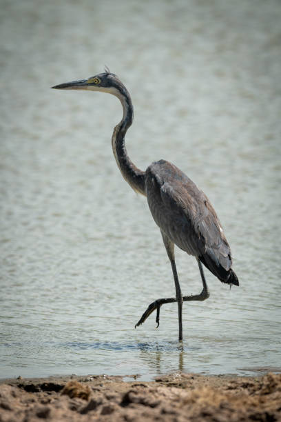istock Grey heron stands lifting leg in pond 1191873378