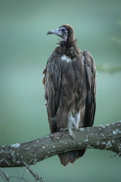 istock Hooded vulture perched on branch looking left 1191873389