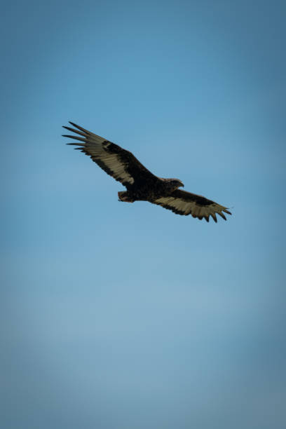 istock Immature bateleur glides in perfect blue sky 1191873413