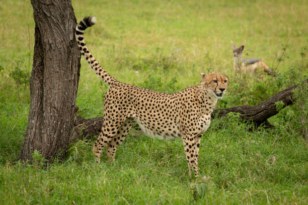 istock Jackal watches male cheetah standing by tree 1191873429
