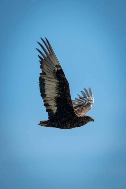 istock Immature bateleur raises wings in blue sky 1191873486