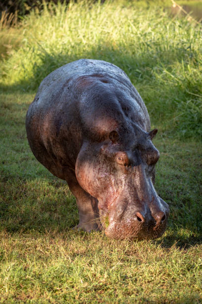 istock Hippo stands on grassy lawn turning head 1191873490