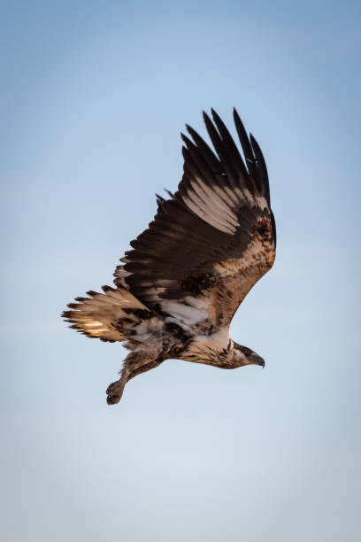 istock Juvenile African fish eagle in blue sky 1191873502
