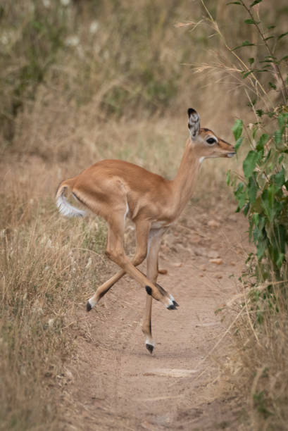 istock Impala calf crosses track with mixed-up legs 1191873512
