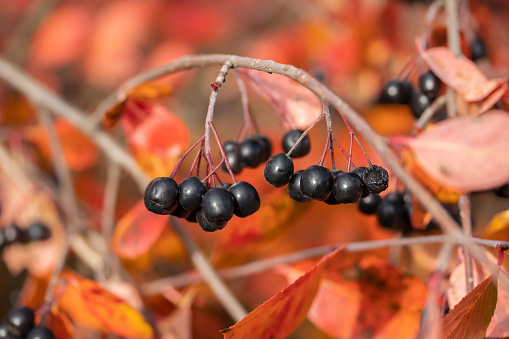 Branches with black berries and red leaves of chokeberry in autumn.