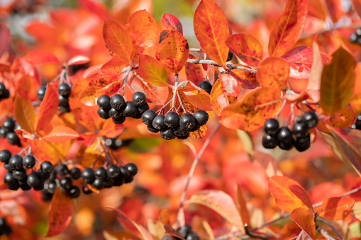 Branches with black berries and red leaves of chokeberry in autumn.