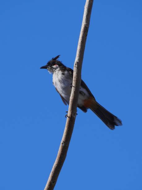 istock Red whiskered Bulbul bird perching on isolated sky 1191874556