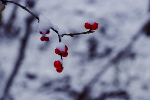 istock Holly fruit covered with snowflakes 1191874996