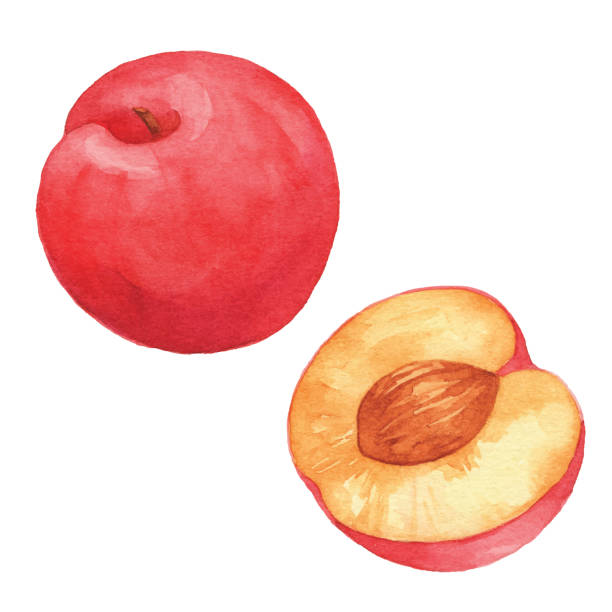 수채화 레드 매화 - plum red white background organic stock illustrations