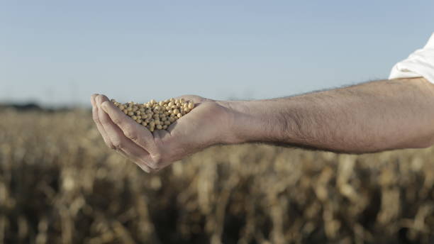 istock Seeds de soja in hand in sown field 1191875885