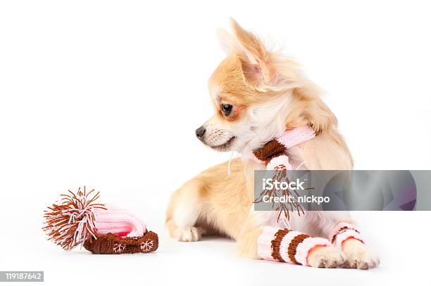 Bella Chihuahua Cucciolo Con Set Di Maglia - Fotografie stock e altre immagini di Abbigliamento - Abbigliamento, Accogliente, Animale