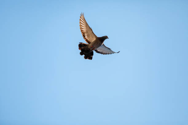 istock dove flying in the blue sky. Background with a text field. 1191877478